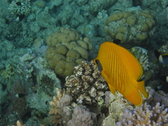 Chaetodon semilarvatus