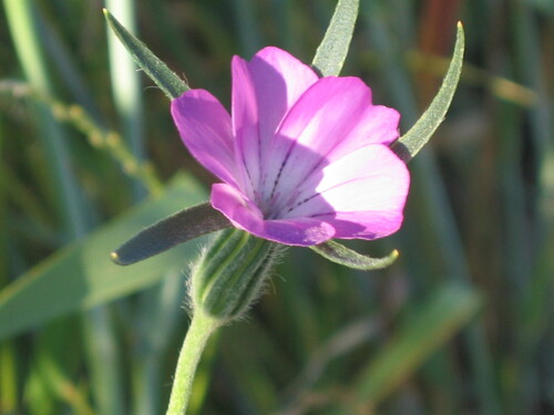 Agrostemma githago