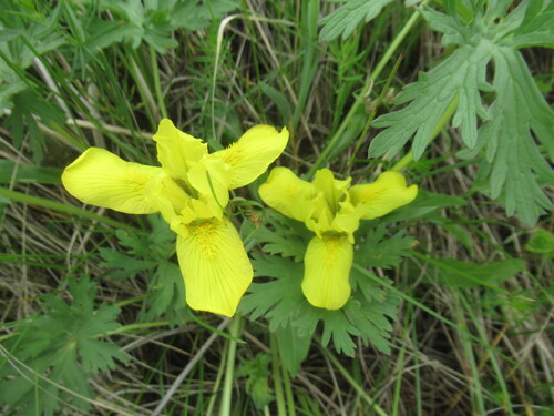 Iris humilis, photograph 2