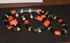 Micrurus lemniscatus helleri