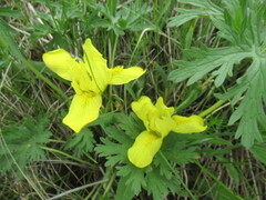 Iris humilis, photograph author not stated, no rights reserved