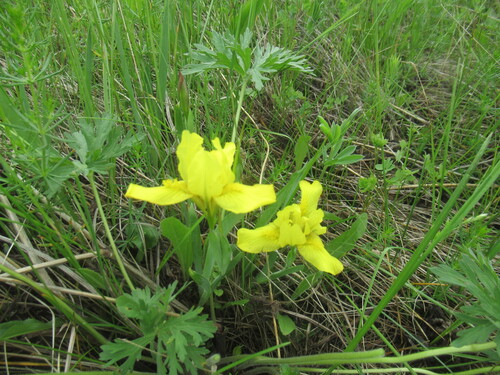 Iris humilis, photograph 5