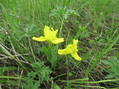 Iris humilis, photograph author not stated, no rights reserved