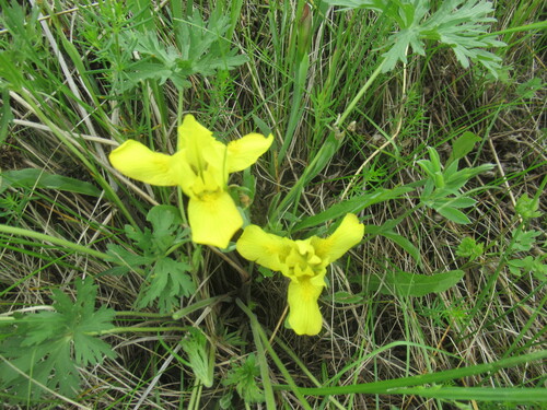 Iris humilis, photograph 6