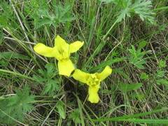 Iris humilis, photograph author not stated, no rights reserved