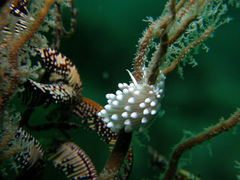 Sakuraeolis gerberina