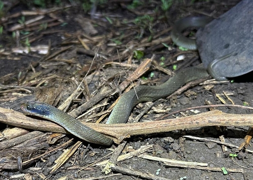 Red-lipped Snake