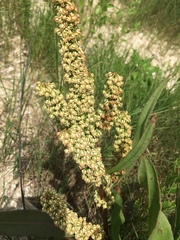 Rumex chrysocarpos