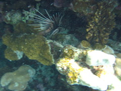 Pterois cincta