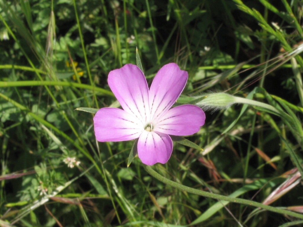 Agrostemma githago, Tarouca, Portugal