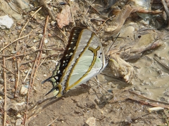 Polyura eudamippus