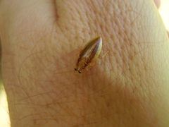 Celeriblattina minor