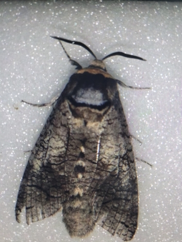 Goat Moth