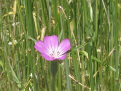 Agrostemma githago