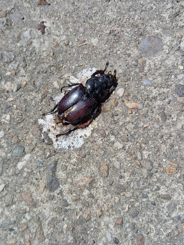 European Stag Beetle