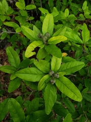 Croton alabamensis