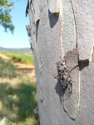 Ash Cicada