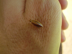 Celeriblattina minor