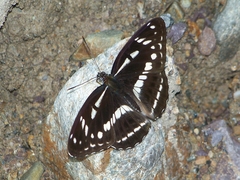 Limenitis misuji