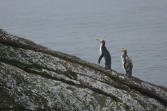 Megadyptes antipodes