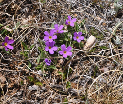 Primula angustifolia