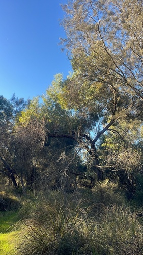 Eucalyptus decipiens observed 2026-06-18