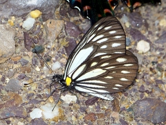 Aporia agathon