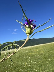 author not stated, no rights reserved Edraianthus dalmaticus, photograph author not stated, no rights reserved