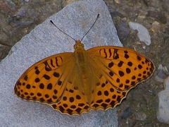 Argynnis laodice