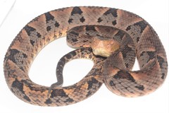 Bothrops brazili