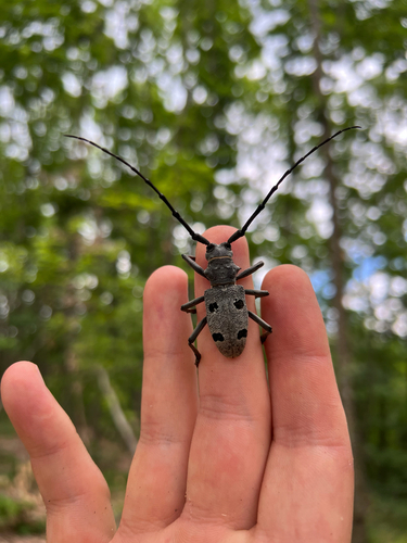 Morimus funereus