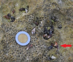 Cerithiidae