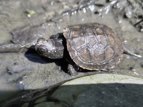European Pond Turtle