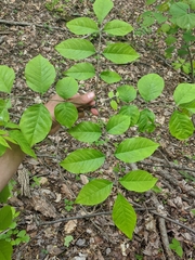 Fraxinus biltmoreana