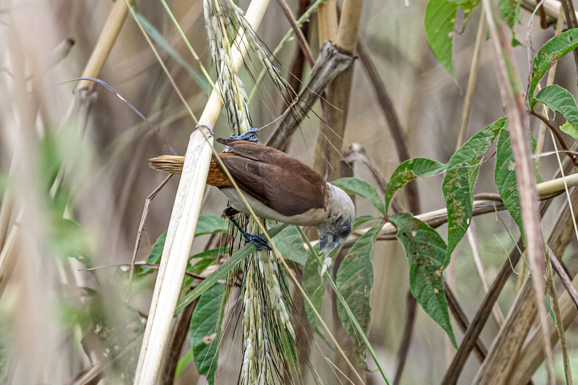 Yellow-rumped Mannikin (Lonchura flaviprymna), photo 1