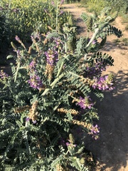 Astragalus brauntonii