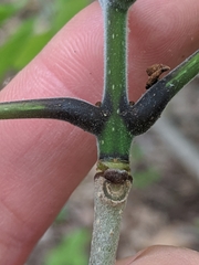 Fraxinus biltmoreana