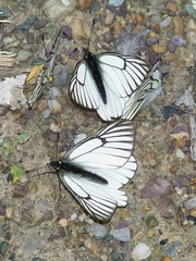 Aporia martineti