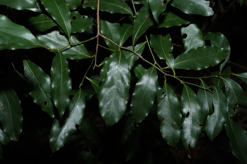 Cryptocarya bidwillii observed 2026-06-18