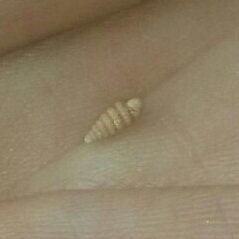 Mastonia cingulifera observed 2017-03-31