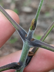 Fraxinus biltmoreana