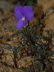 Viola bertolonii