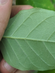 Fraxinus biltmoreana