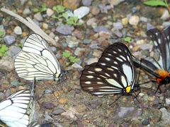 Aporia delavayi