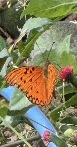Gulf Fritillary