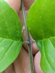 Fraxinus biltmoreana