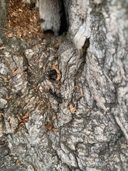 Camponotus pennsylvanicus