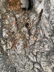 Camponotus pennsylvanicus