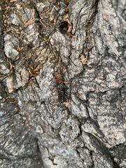 Camponotus pennsylvanicus