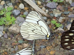 Aporia delavayi